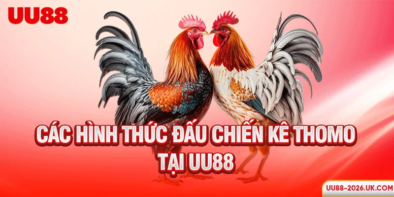 Các hình thức đấu chiến kê Thomo tại UU88