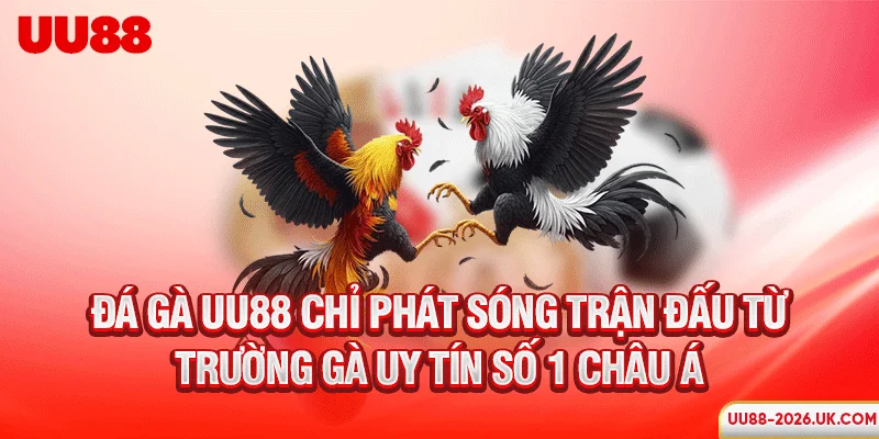 Đá gà UU88 chỉ phát sóng trận đấu từ trường gà uy tín số 1 châu Á