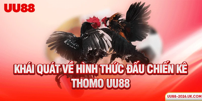 Khái quát về hình thức đấu chiến kê Thomo UU88