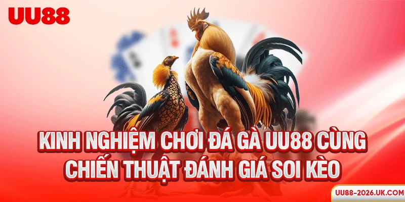 Kinh nghiệm chơi đá gà UU88 cùng chiến thuật đánh giá soi kèo